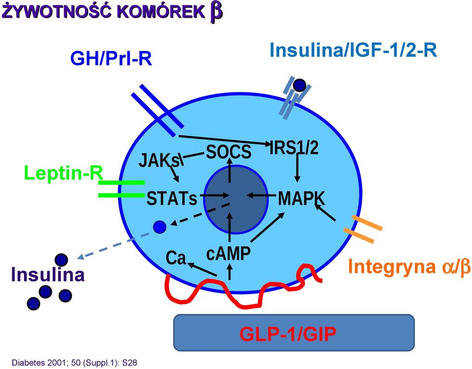 IRS1/2 MAPK Insulina Ca camp Integryna α/β