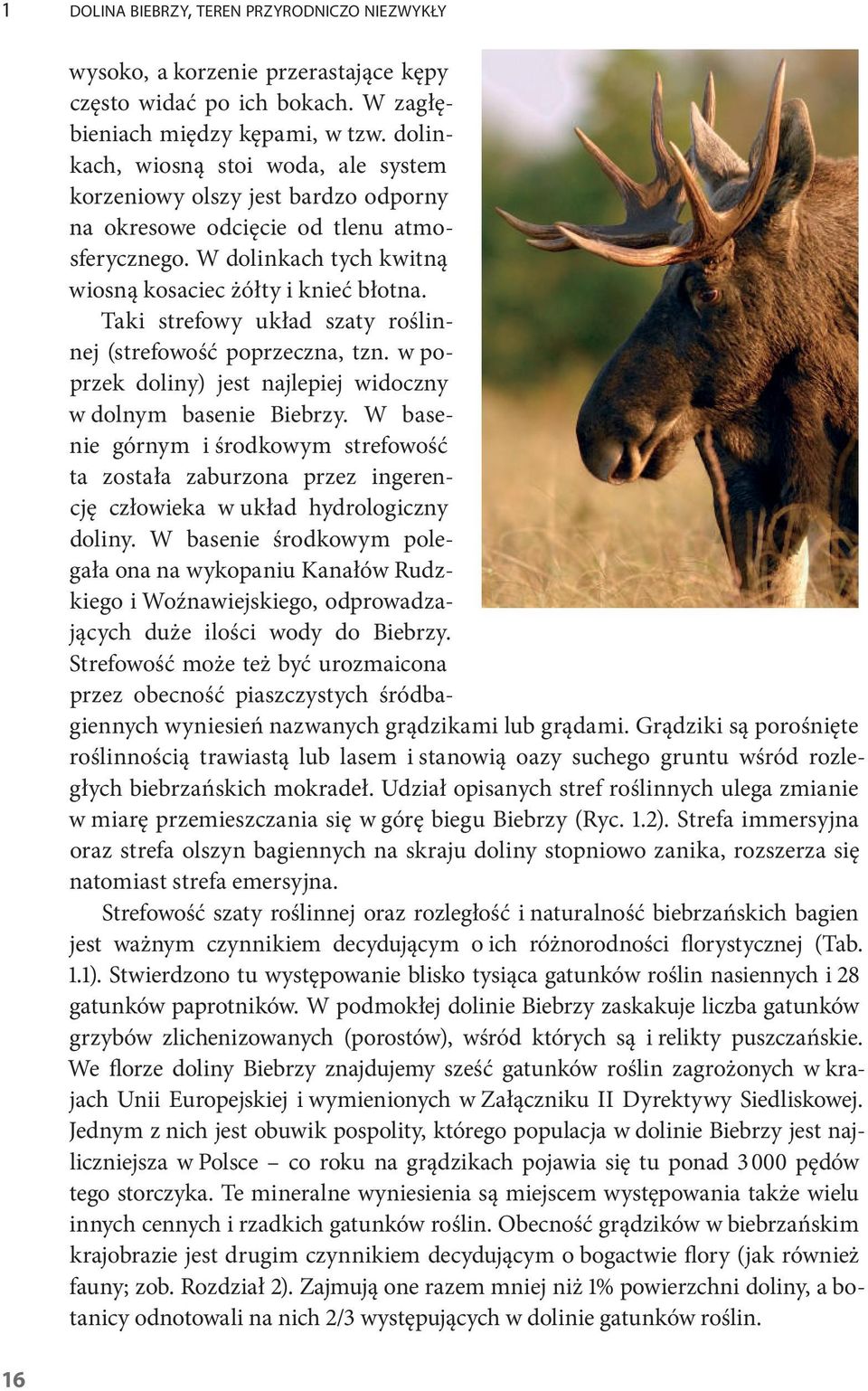 Taki strefowy układ szaty roślinnej (strefowość poprzeczna, tzn. w poprzek doliny) jest najlepiej widoczny w dolnym basenie Biebrzy.