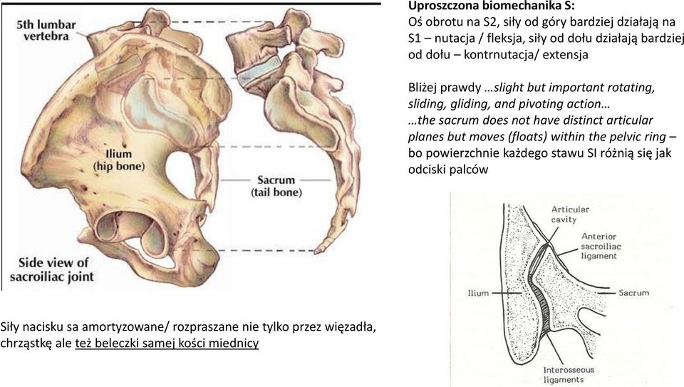 sacrum does not have distinct articular planes but moves (floats) within the pelvic ring bo powierzchnie każdego stawu SI różnią