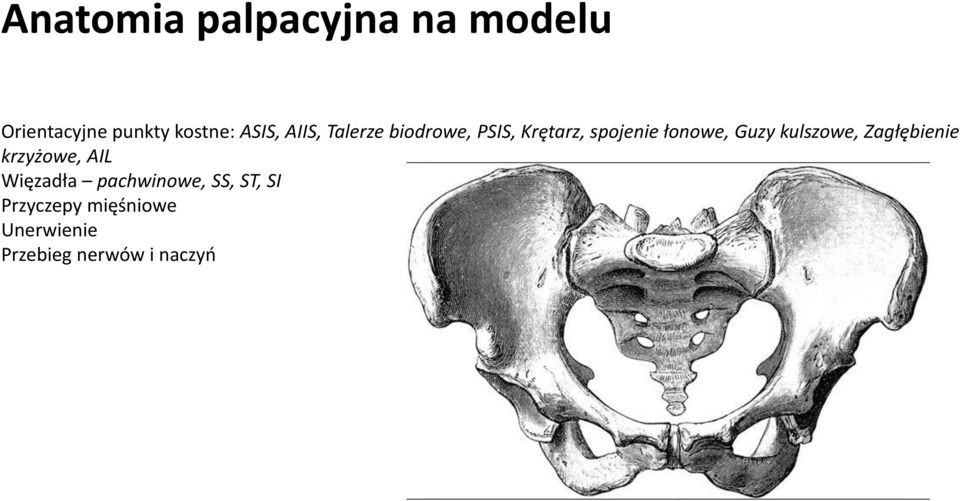 Guzy kulszowe, Zagłębienie krzyżowe, AIL Więzadła pachwinowe,