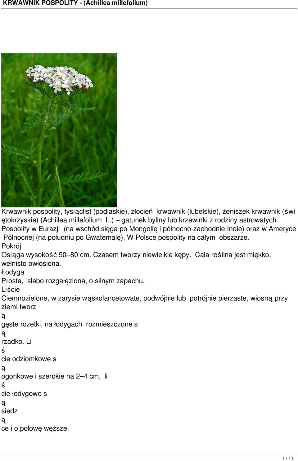 Pokrój Osiga wysokoć 50 80 cm. Czasem tworzy niewielkie kępy. Cała rolina jest miękko, wełnisto owłosiona. Łodyga Prosta, słabo rozgałęziona, o silnym zapachu.