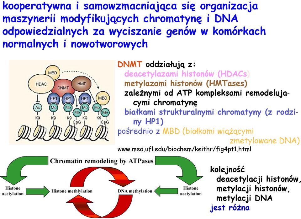 ATP kompleksami remodelujacymi chromatynę białkami strukturalnymi chromatyny (z rodziny HP1) pośrednio z MBD (białkami wiążącymi