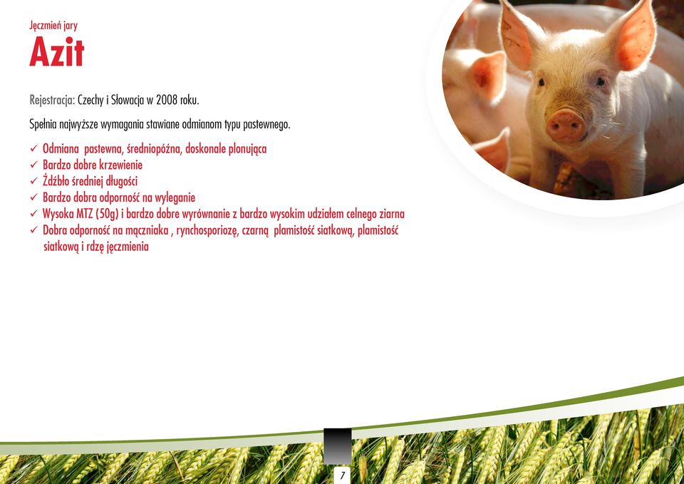 üodmiana pastewna, średniopóźna, doskonale plonująca übardzo dobre krzewienie üźdźbło średniej długości übardzo
