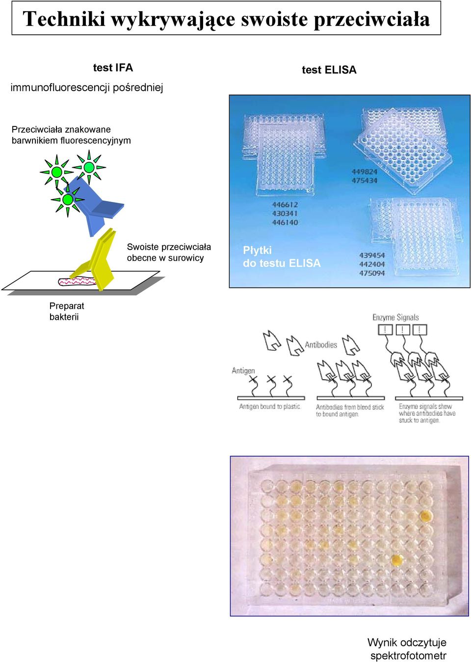 znakowane barwnikiem fluorescencyjnym Swoiste przeciwciała