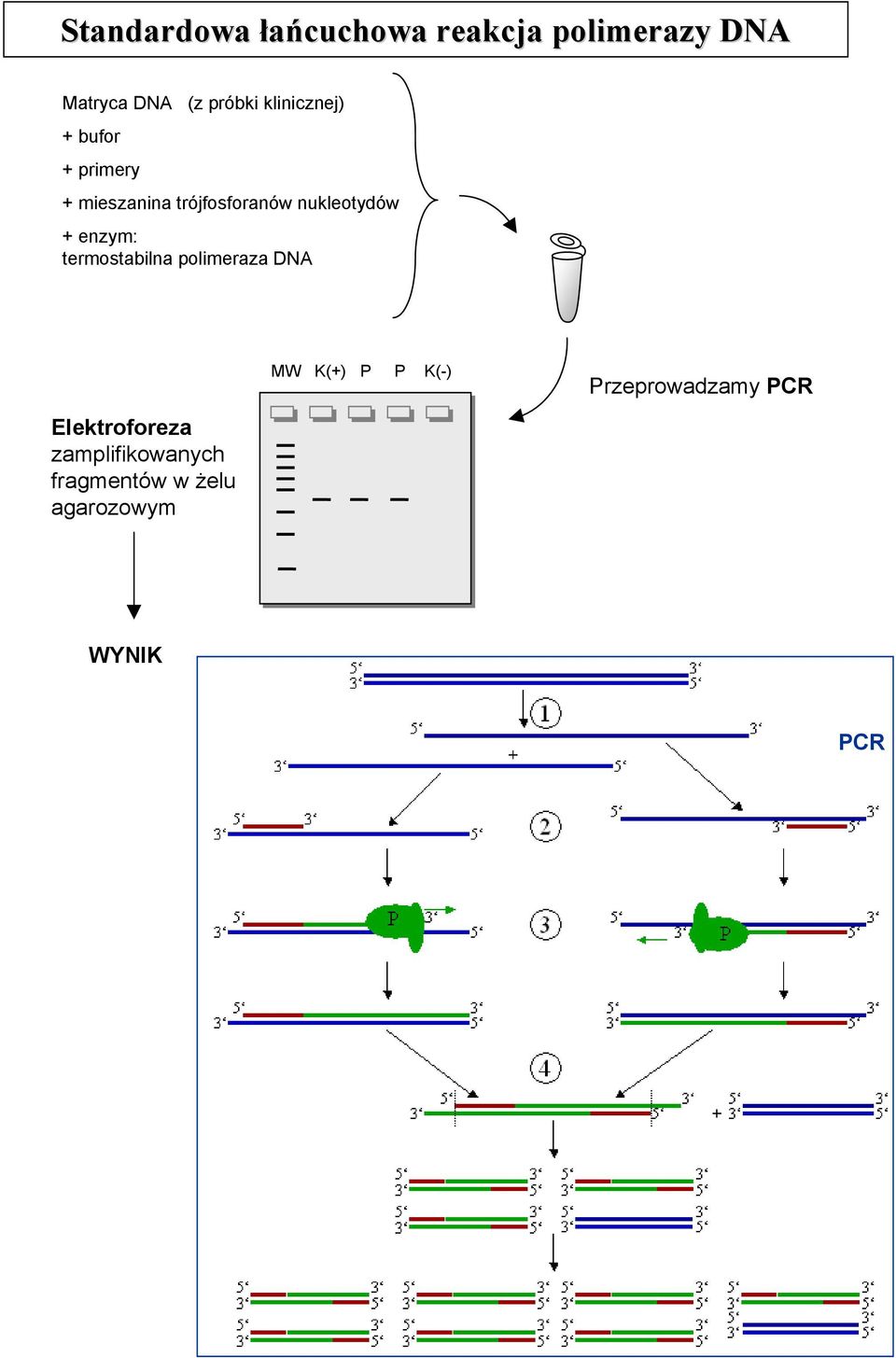 + enzym: termostabilna polimeraza DNA Elektroforeza zamplifikowanych