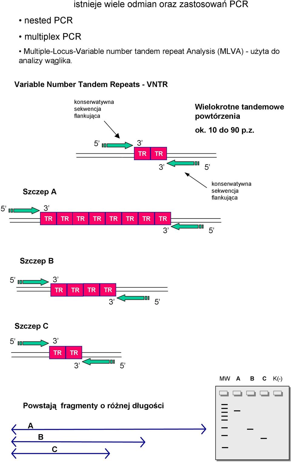 Variable Number Tandem Repeats - VN konserwatywna sekwencja flankująca Wielokrotne tandemowe powtórzenia ok.