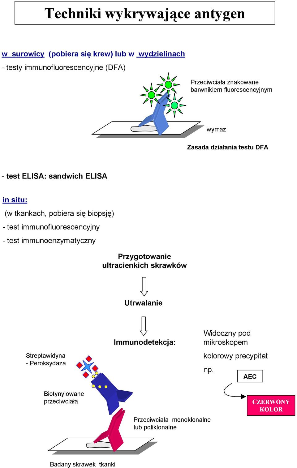 immunofluorescencyjny - test immunoenzymatyczny Przygotowanie ultracienkich skrawków Utrwalanie Streptawidyna - Peroksydaza Immunodetekcja: