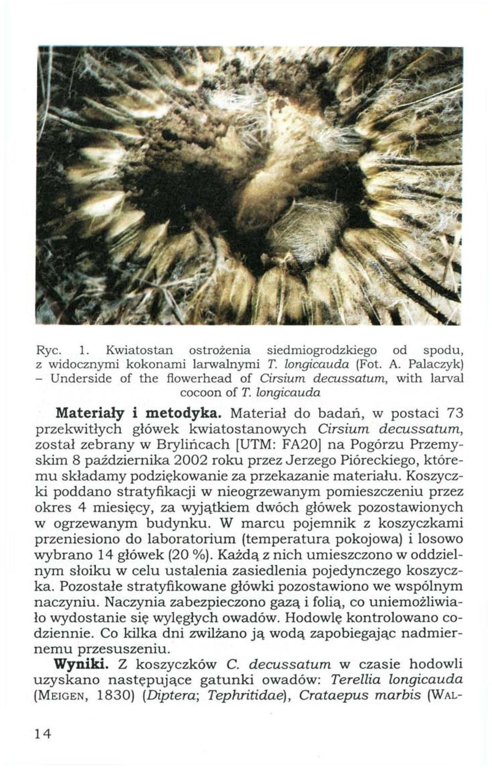 Materiał do badań, w postaci 73 przekwitłych główek kwiatostanowych Cirsium decussatum, został zebrany w Brylińcach [UTM: FA20] na Pogórzu Przemyskim 8 października 2002 roku przez Jerzego