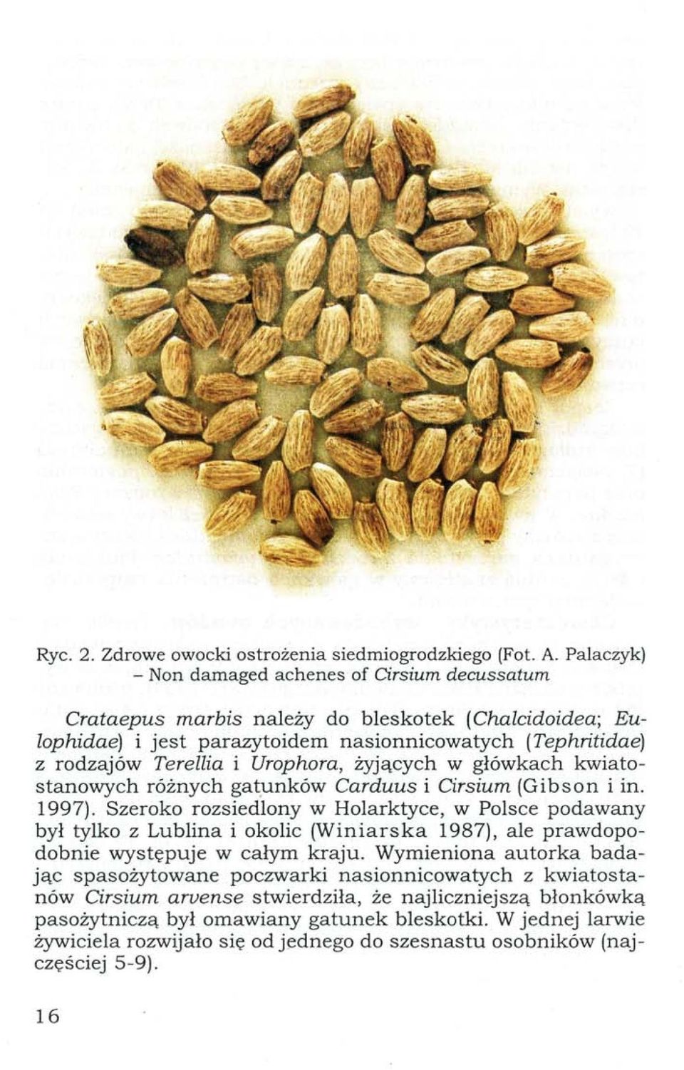 Urophora, żyjących w główkach kwiatostanowych różnych gatunków Carduus i Cirsium (Gibson i in. 1997).