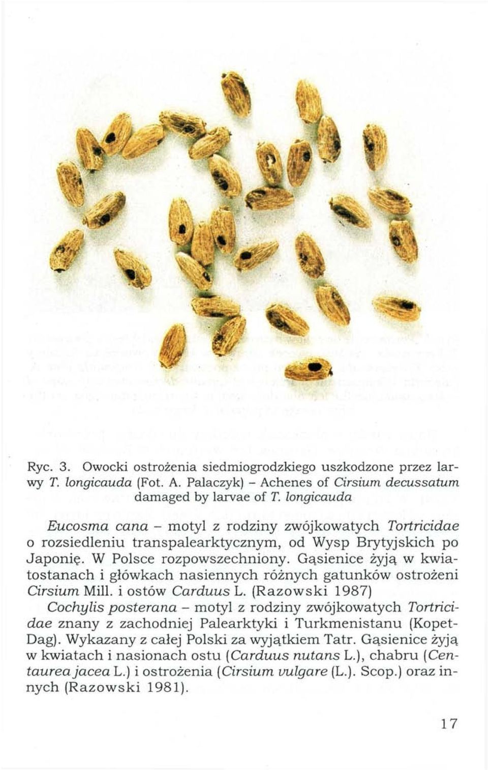 Gąsienice żyją w kwiatostanach i główkach nasiennych różnych gatunków ostrożeni Cirsium Mili. i ostów Carduus L.