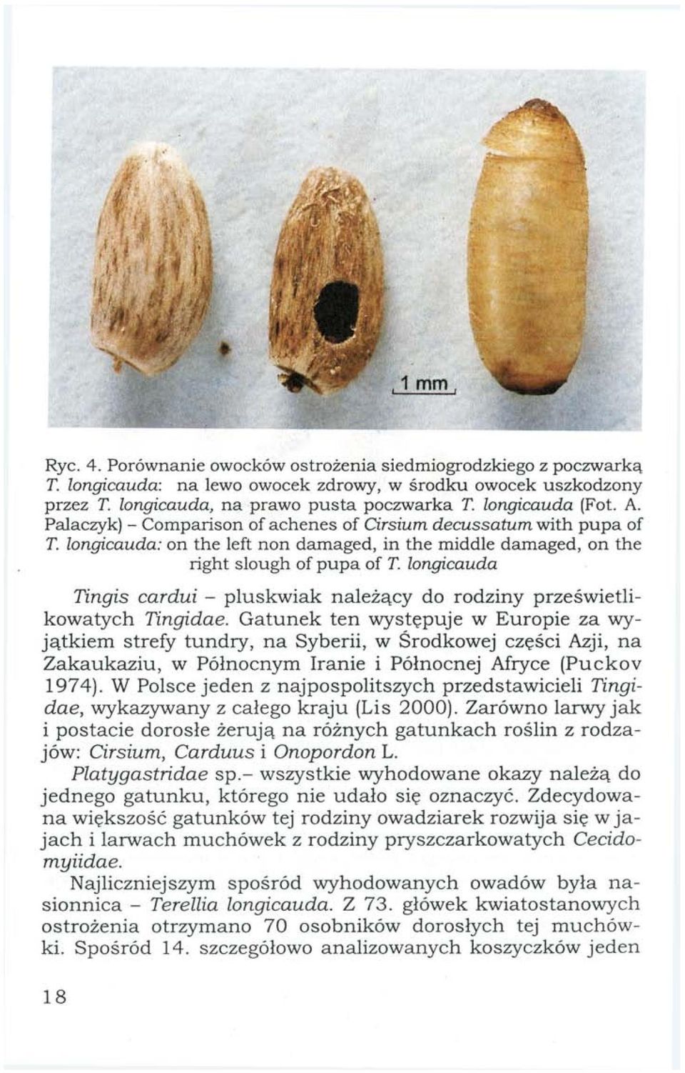 longicauda Tingis cardui - pluskwiak należący do rodziny prześwietlikowatych Tingidae.