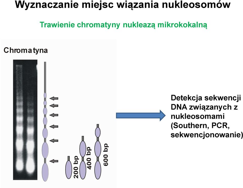 Chroma tyna Detekcja sekwencji DNA