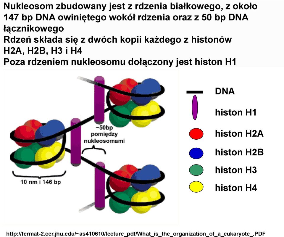 rdzeniem nukleosomu dołączony jest histon H1 DNA histon H1 histon H2A histon H2B histon H3 histon