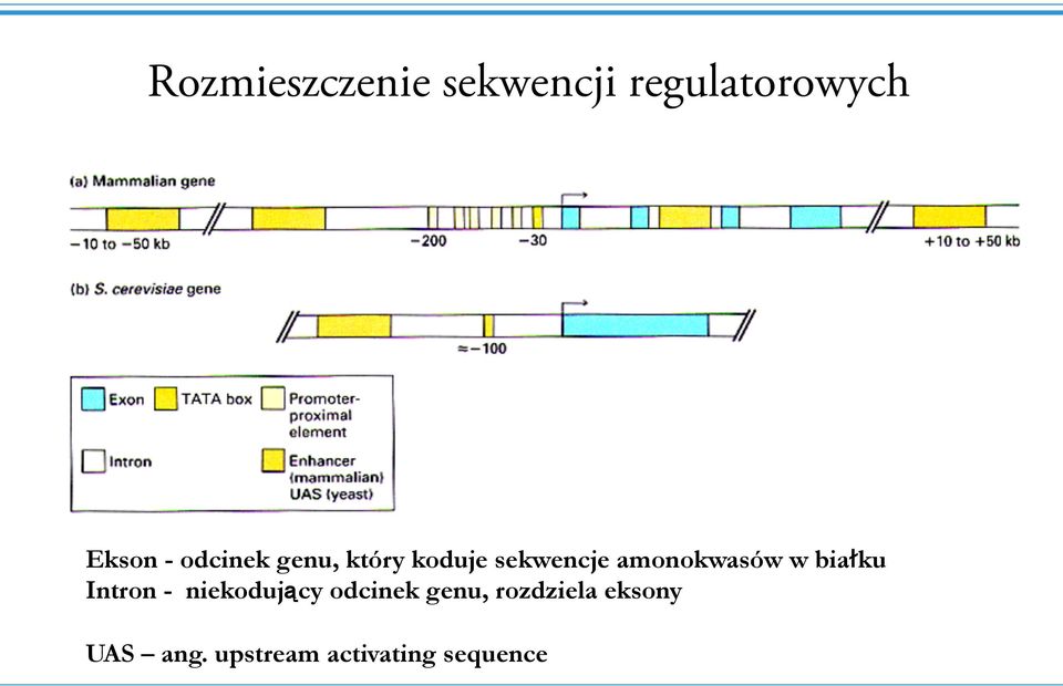 w białku Intron - niekodujący odcinek genu,
