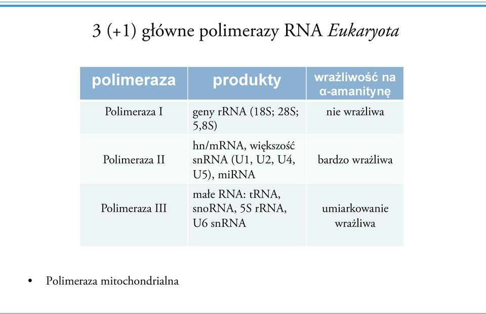 hn/mrna, większość snrna (U1, U2, U4, U5), mirna małe RNA: trna, snorna, 5S