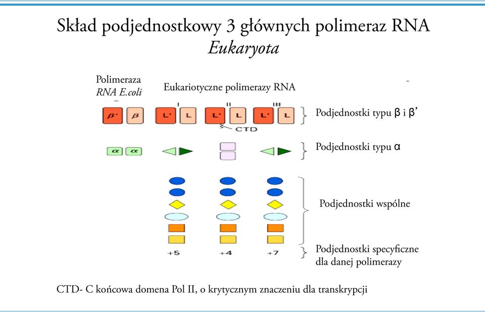 Podjednostki typu α Podjednostki wspólne Podjednostki specyficzne dla