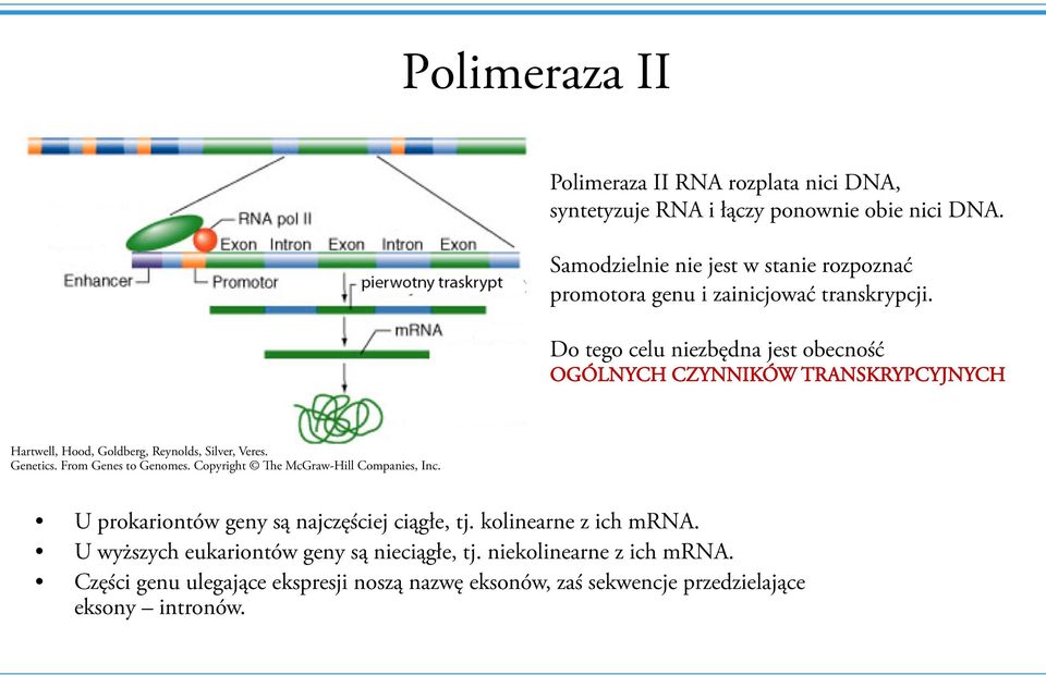 Do tego celu niezbędna jest obecność OGÓLNYCH CZYNNIKÓW TRANSKRYPCYJNYCH Hartwell, Hood, Goldberg, Reynolds, Silver, Veres. Genetics. From Genes to Genomes.