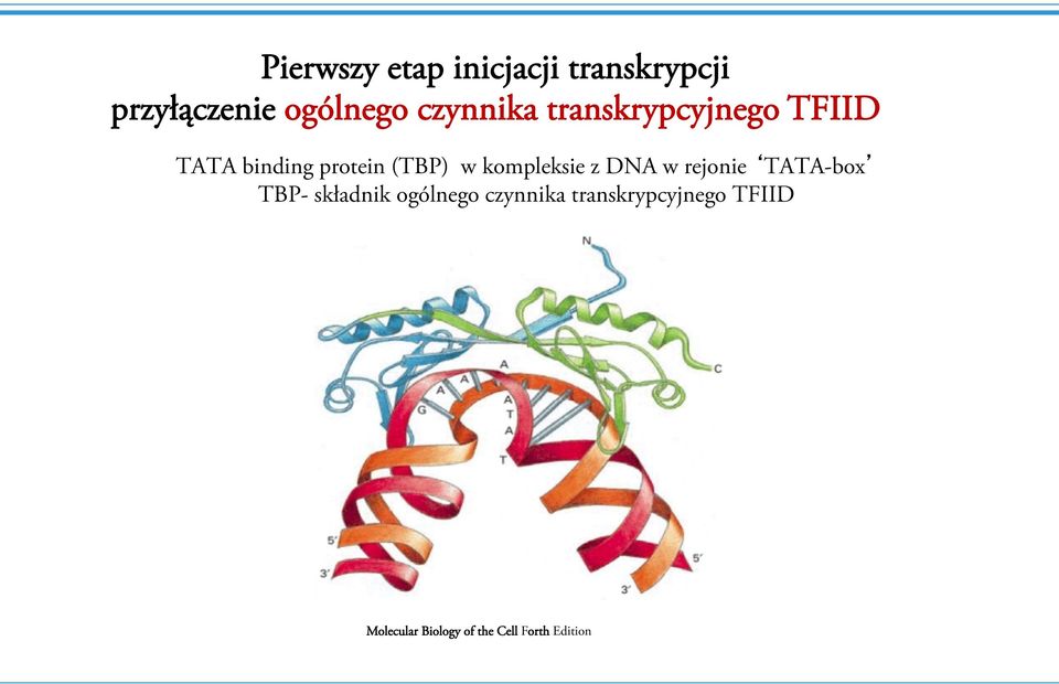 kompleksie z DNA w rejonie TATA-box TBP- składnik ogólnego