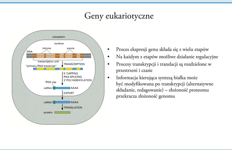 przestrzeni i czasie Informacja kierująca syntezą białka może być modyfikowana po