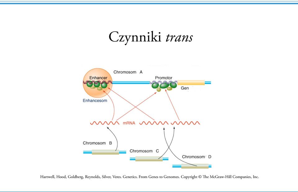 Genetics. From Genes to Genomes.
