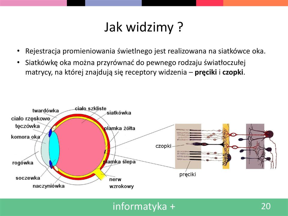 siatkówce oka.