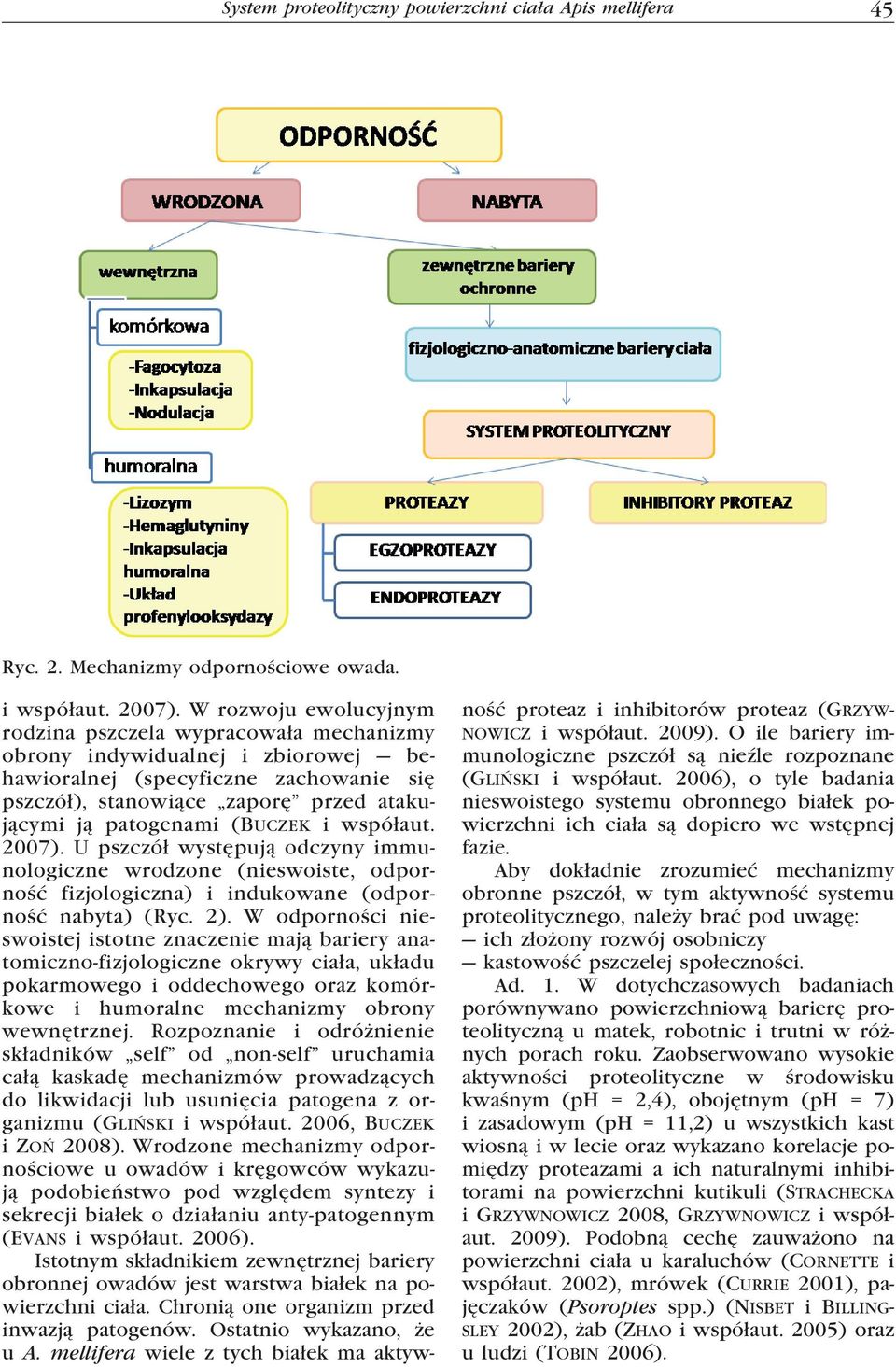 (Buczek i współaut. 2007). U pszczół występują odczyny immunologiczne wrodzone (nieswoiste, odporność fizjologiczna) i indukowane (odporność nabyta) (Ryc. 2).