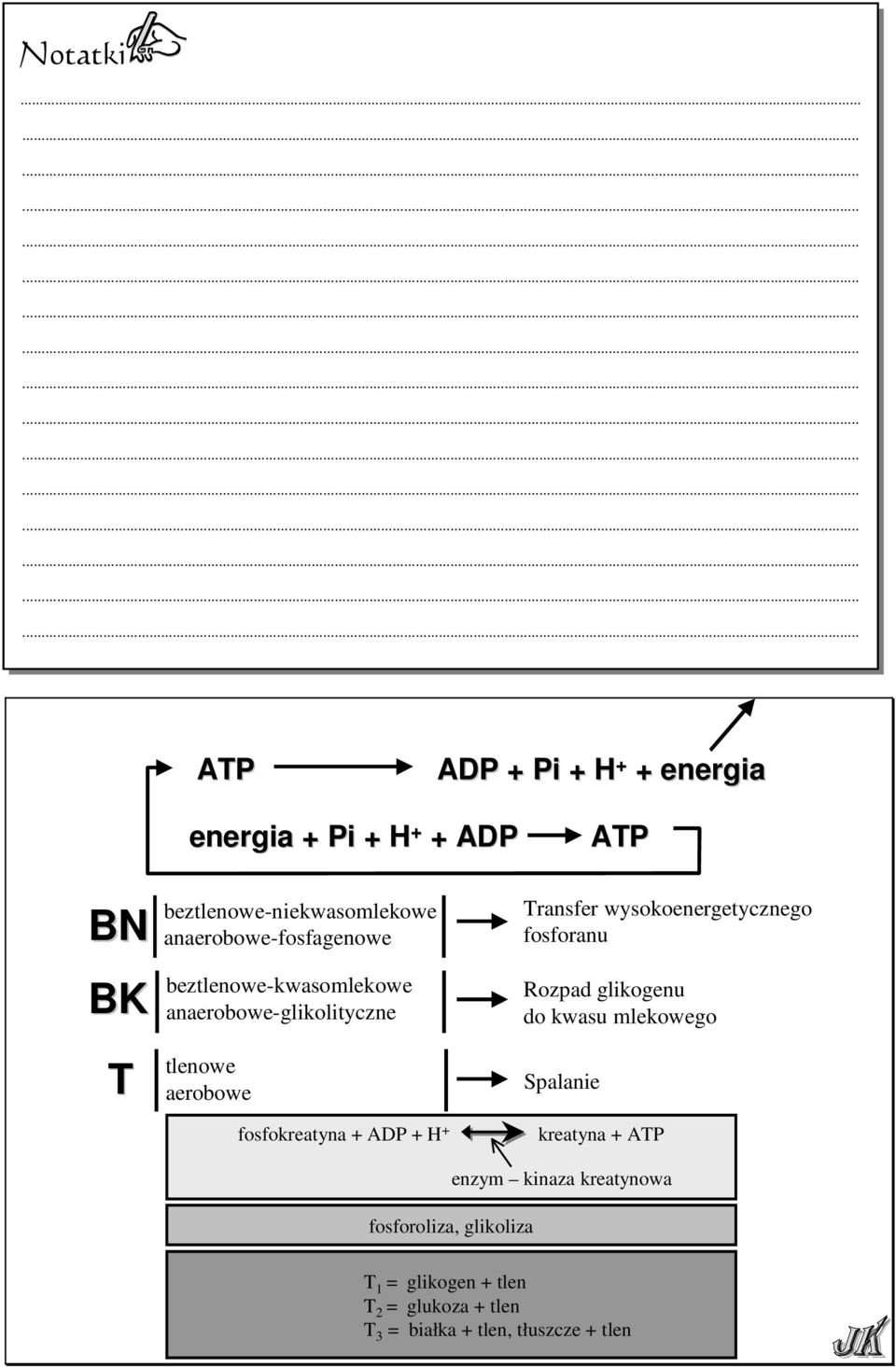 anaerobowe-fosfagenowe beztlenowe-kwasomlekowe anaerobowe-glikolityczne Transfer wysokoenergetycznego