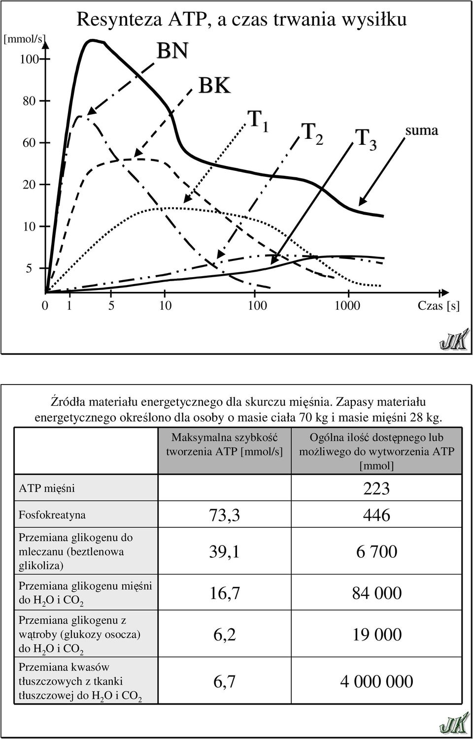 ATP mięśni Fosfokreatyna Przemiana glikogenu do mleczanu (beztlenowa glikoliza) Przemiana glikogenu mięśni do H 2 O i CO 2 Przemiana glikogenu z wątroby (glukozy osocza)