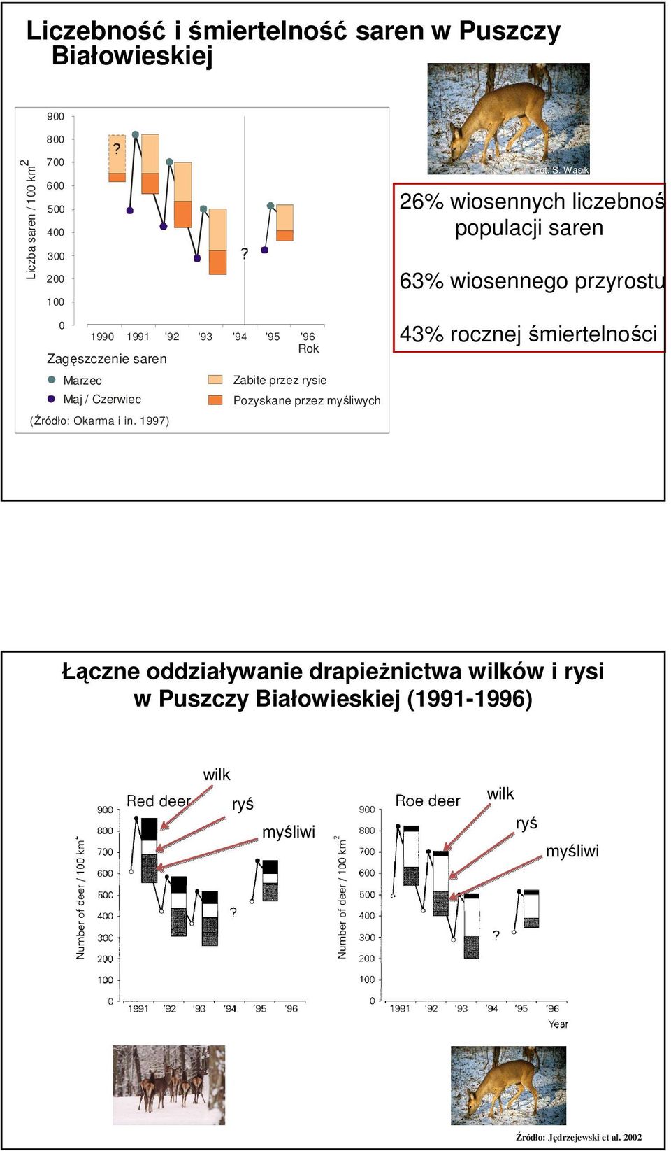 Wąsik 26% wiosennych liczebności populacji saren 63% wiosennego przyrostu 43% rocznej śmiertelności Łączne oddziaływanie