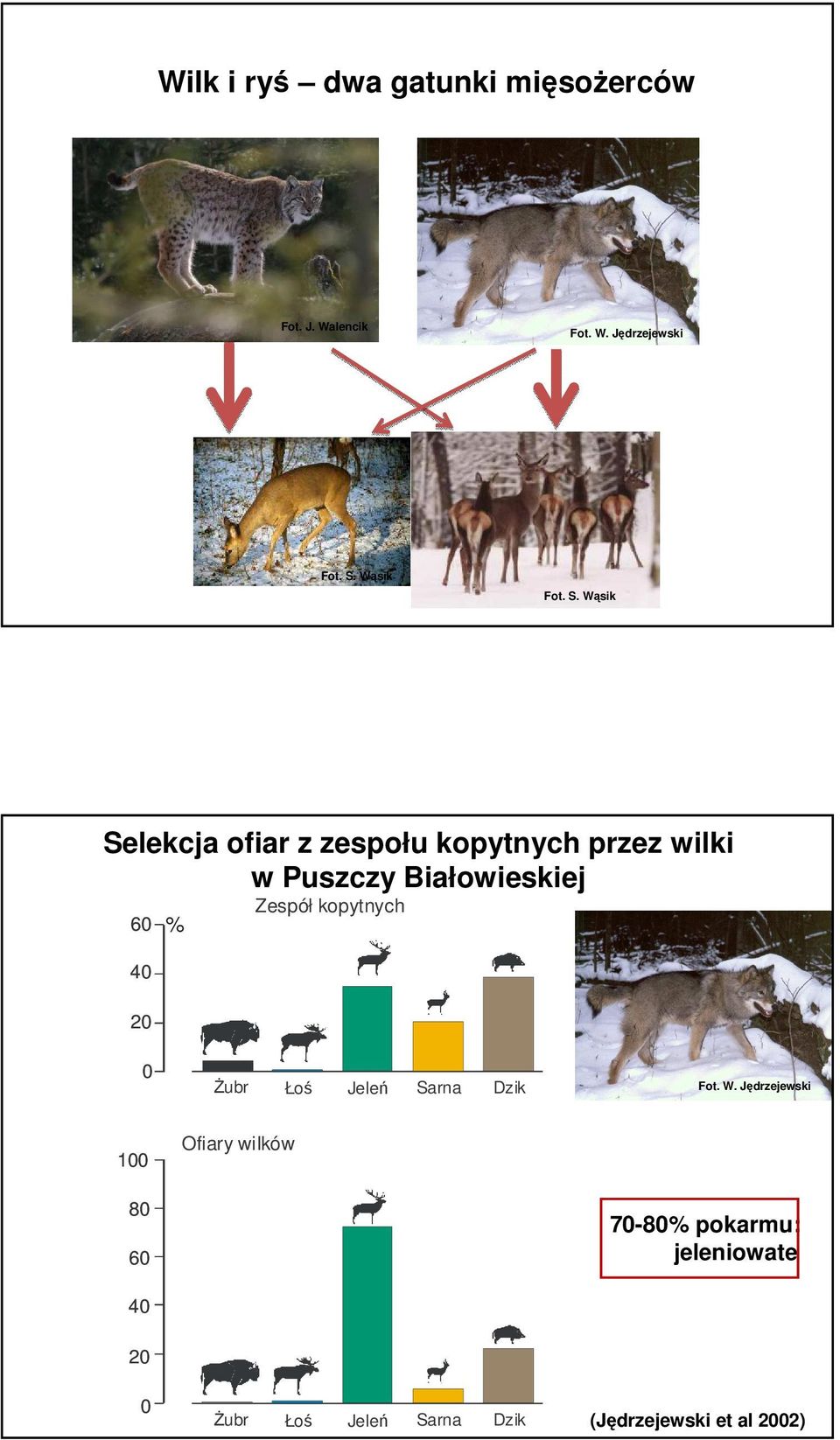 Wąsik Selekcja ofiar z zespołu kopytnych przez wilki w Puszczy