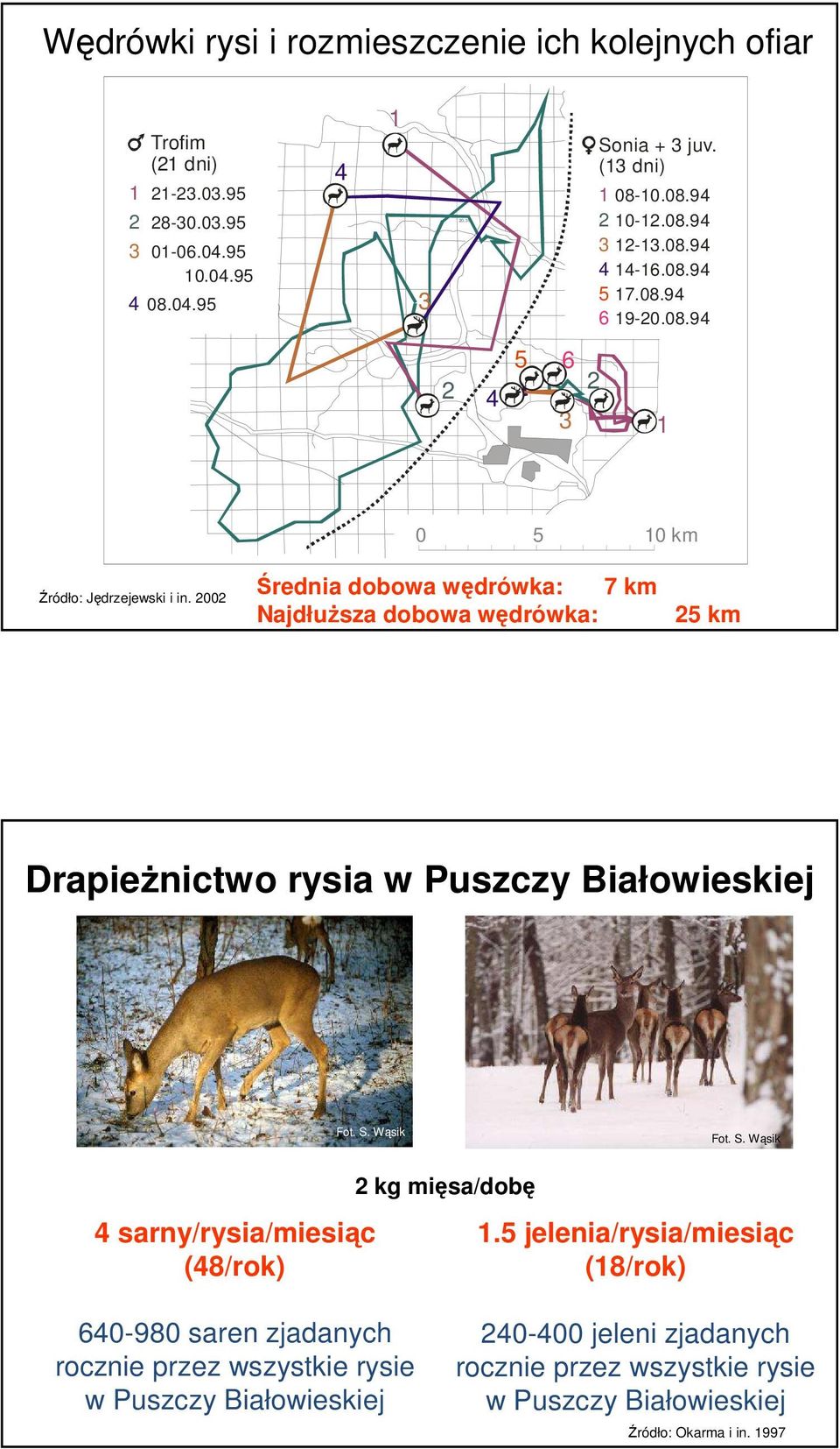 22 Średnia dobowa wędrówka: 7 km Najdłuższa dobowa wędrówka: 25 km Drapieżnictwo rysia w Puszczy Białowieskiej Fot. S.