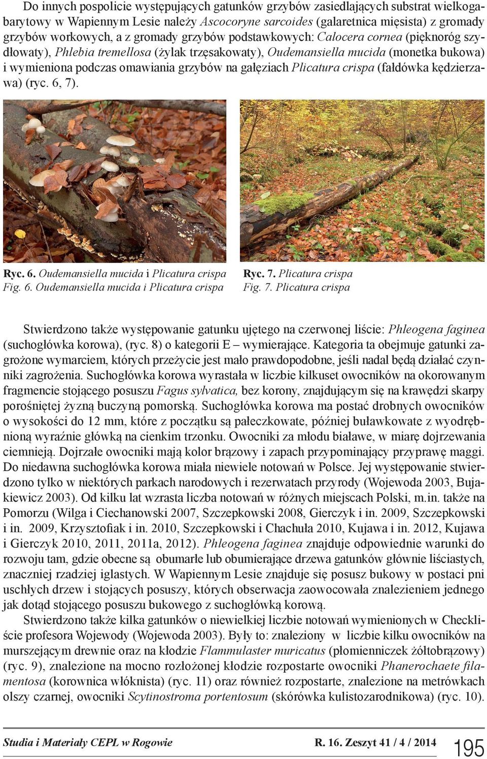 gałęziach Plicatura crispa (fałdówka kędzierzawa) (ryc. 6, 7). Ryc. 6. Oudemansiella mucida i Plicatura crispa Fig. 6. Oudemansiella mucida i Plicatura crispa Ryc. 7. Plicatura crispa Fig. 7. Plicatura crispa Stwierdzono także występowanie gatunku ujętego na czerwonej liście: Phleogena faginea (suchogłówka korowa), (ryc.