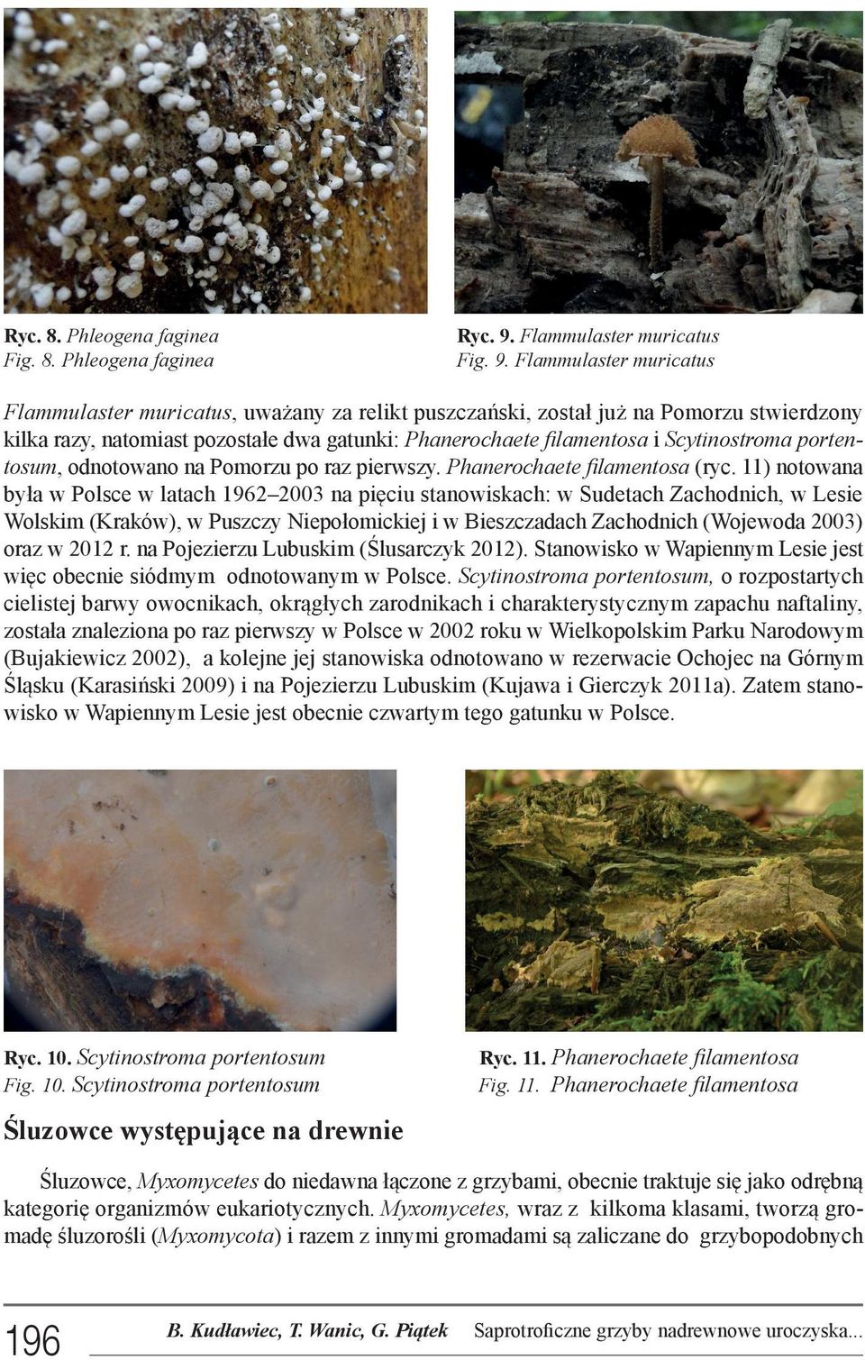 Flammulaster muricatus Flammulaster muricatus, uważany za relikt puszczański, został już na Pomorzu stwierdzony kilka razy, natomiast pozostałe dwa gatunki: Phanerochaete filamentosa i Scytinostroma