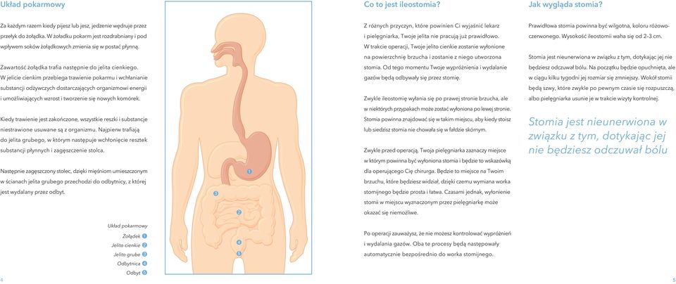W żoładku pokarm jest rozdrabniany i pod i pielęgniarka, Twoje jelita nie pracują już prawidłowo. czerwonego. Wysokość ileostomii waha się od 2 3 cm.