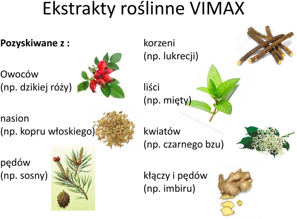 kopru włoskiego) pędów (np. sosny) korzeni (np.