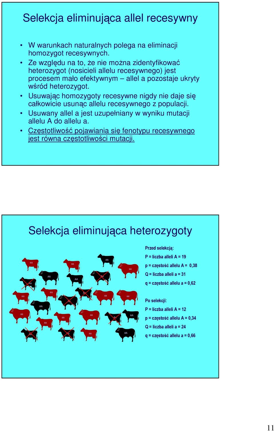 Usuwając homozygoty recesywne nigdy nie daje się całkowicie usunąc allelu recesywnego z populacji. Usuwany allel a jest uzupełniany w wyniku mutacji allelu do allelu a.