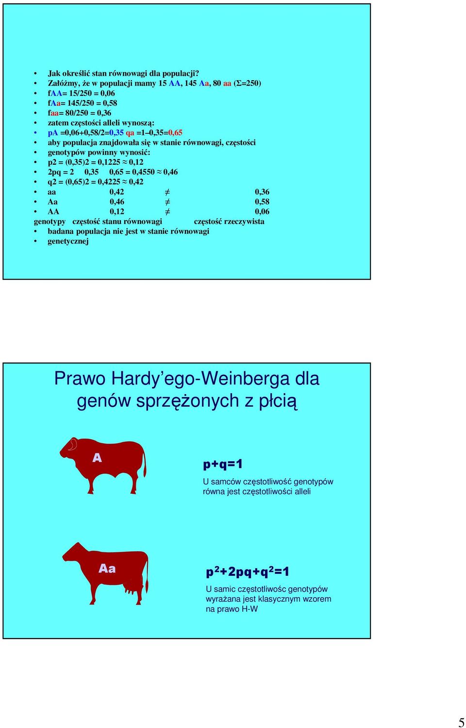 znajdowała się w stanie równowagi, częstości genotypów powinny wynosić: p2 = (0,35)2 = 0,1225 0,12 2pq = 2 0,35 0,65 = 0,4550 0,46 q2 = (0,65)2 = 0,4225 0,42 0,42 0,36 0,46 0,58 0,12