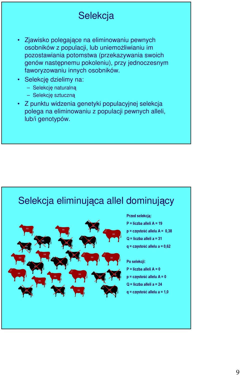 Selekcję dzielimy na: Selekcję naturalną Selekcję sztuczną Z punktu widzenia genetyki populacyjnej selekcja polega na eliminowaniu z populacji pewnych alleli, lub/i