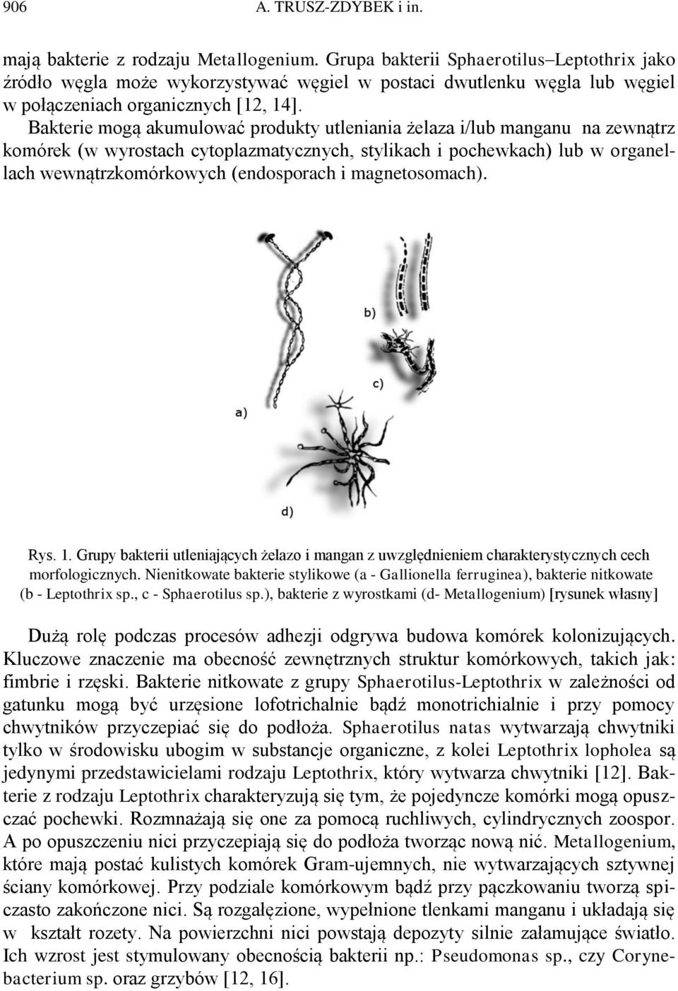 Bakterie mogą akumulować produkty utleniania żelaza i/lub manganu na zewnątrz komórek (w wyrostach cytoplazmatycznych, stylikach i pochewkach) lub w organellach wewnątrzkomórkowych (endosporach i