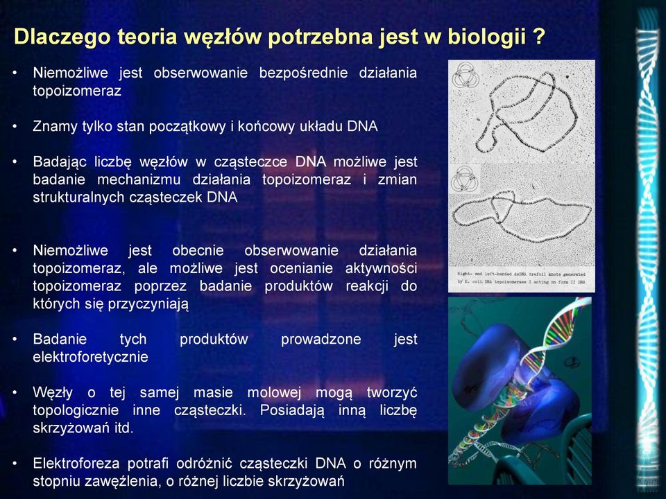 działania topoizomeraz i zmian strukturalnych cząsteczek DNA Niemożliwe jest obecnie obserwowanie działania topoizomeraz, ale możliwe jest ocenianie aktywności topoizomeraz poprzez