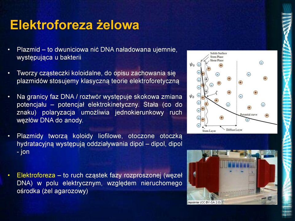 Stała (co do znaku) polaryzacja umożliwia jednokierunkowy ruch węzłów DNA do anody.