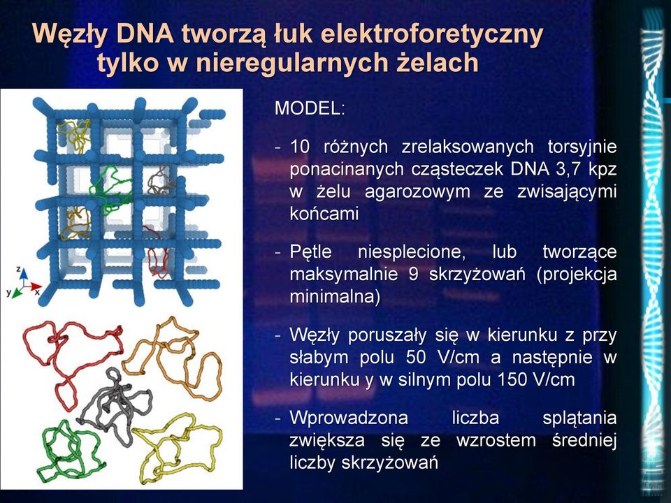 maksymalnie 9 skrzyżowań (projekcja minimalna) - Węzły poruszały się w kierunku z przy słabym polu 50 V/cm a