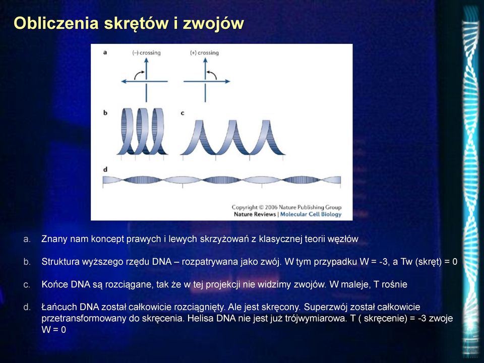 Końce DNA są rozciągane, tak że w tej projekcji nie widzimy zwojów. W maleje, T rośnie d.