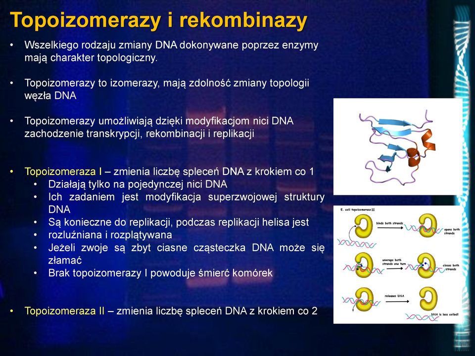 replikacji Topoizomeraza I zmienia liczbę spleceń DNA z krokiem co 1 Działają tylko na pojedynczej nici DNA Ich zadaniem jest modyfikacja superzwojowej struktury DNA Są