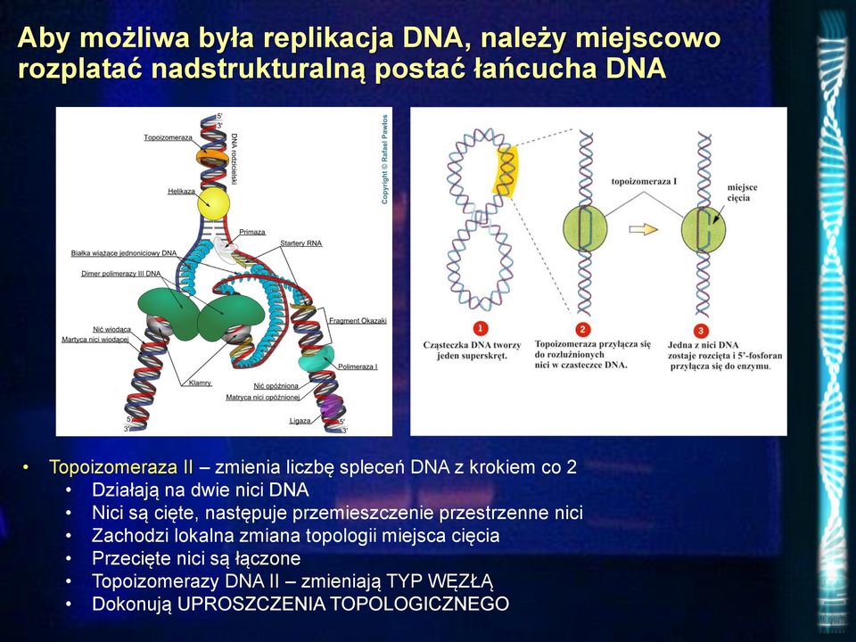 cięte, następuje przemieszczenie przestrzenne nici Zachodzi lokalna zmiana topologii miejsca