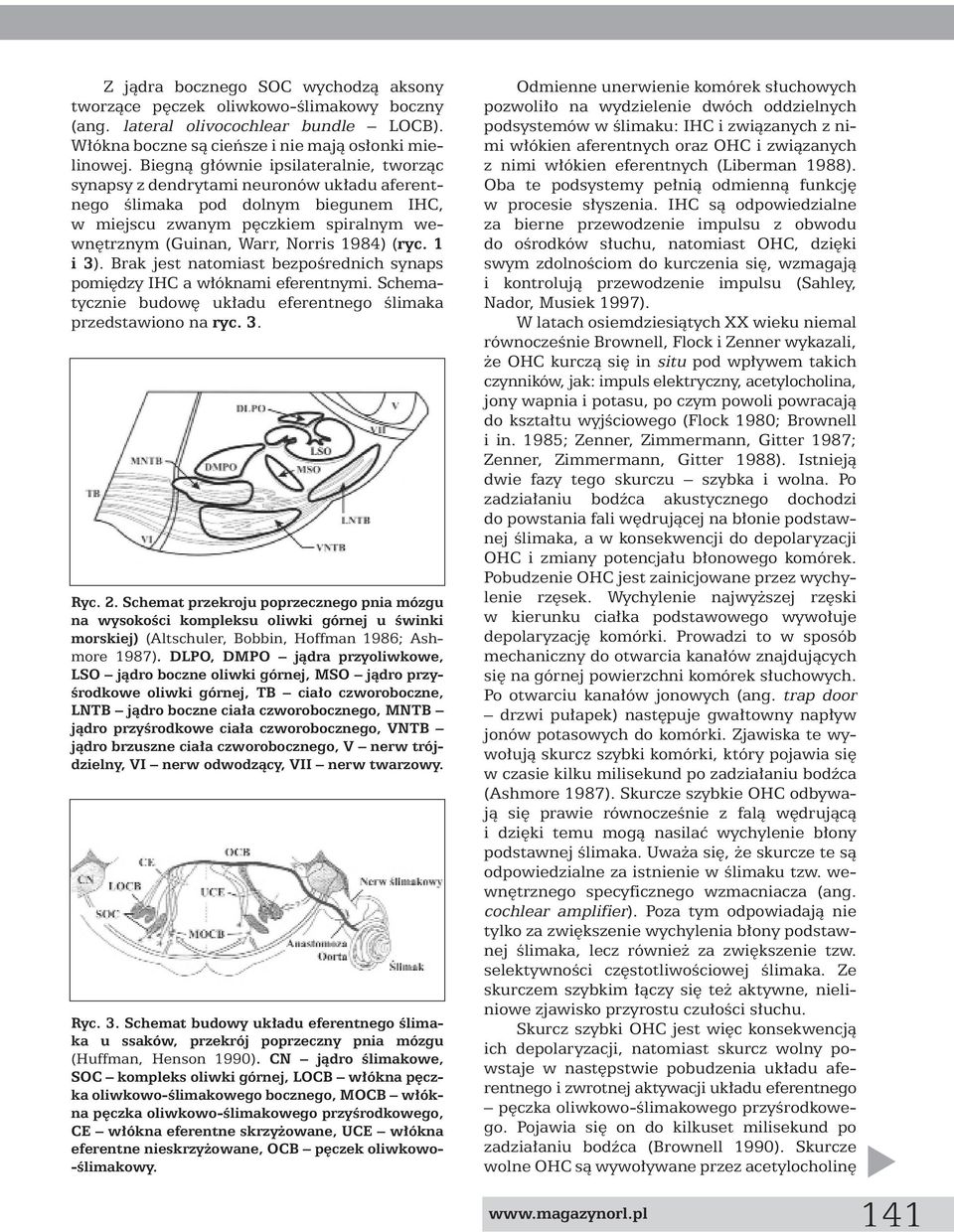 (ryc. 1 i3). Brak jest natomiast bezpoêrednich synaps pomi dzy IHC a w óknami eferentnymi. Schematycznie budow uk adu eferentnego Êlimaka przedstawiono na ryc. 3. Ryc. 2.