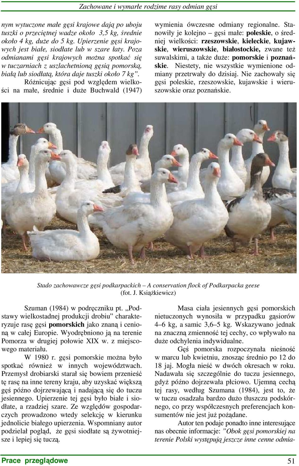 Poza odmianami gęsi krajowych moŝna spotkać się w tuczarniach z uszlachetnioną gęsią pomorską, białą lub siodłatą, która daje tuszki około 7 kg.