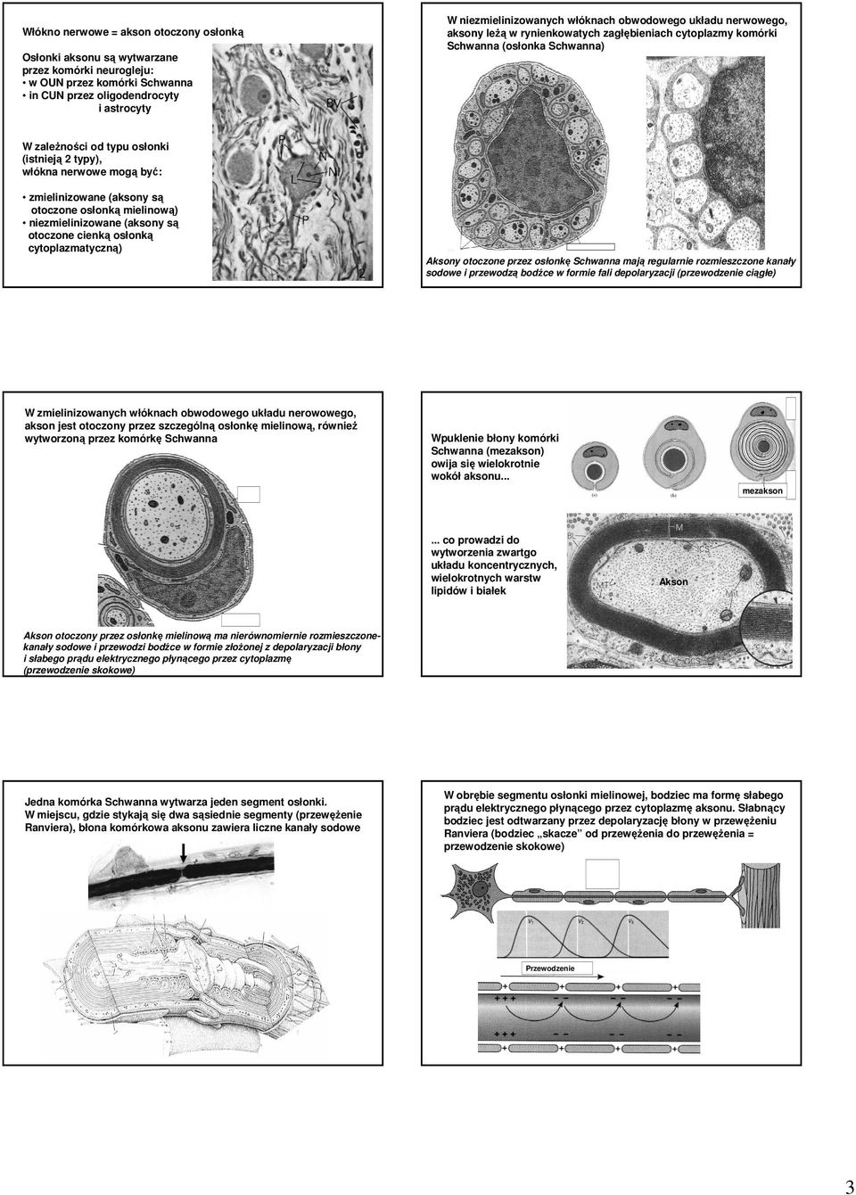 zmielinizowane (aksony są otoczone osłonką mielinową) niezmielinizowane (aksony są otoczone cienką osłonką cytoplazmatyczną) Aksony otoczone przez osłonkę Schwanna mają regularnie rozmieszczone