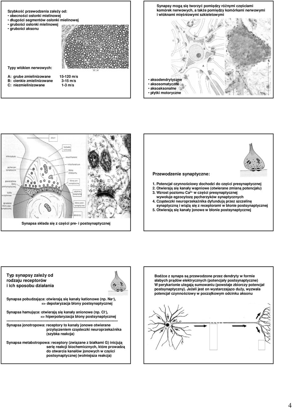 niezmielinizowane 1-3 m/s aksodendrytyczne aksosomatyczne aksoaksonalne płytki motoryczne Przewodzenie synaptyczne: 1. Potencjał czynnościowy dochodzi do części presynaptycznej 2.