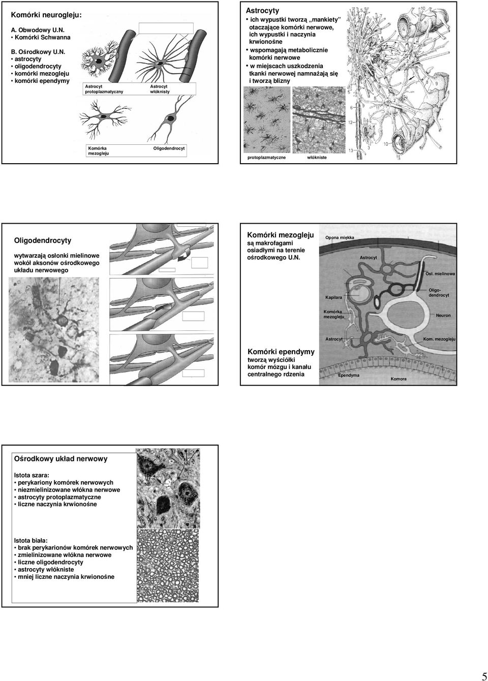 astrocyty oligodendrocyty komórki mezogleju komórki ependymy protoplazmatyczny włóknisty y ich wypustki tworzą mankiety otaczające komórki nerwowe, ich wypustki i naczynia krwionośne wspomagają